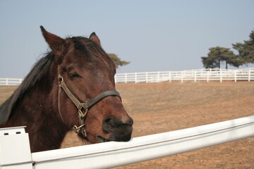 a brown horse on the ranch