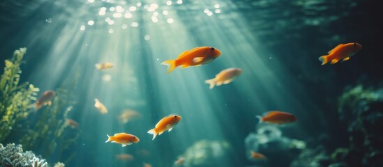 Orange fish swim in sunlit aquarium water.