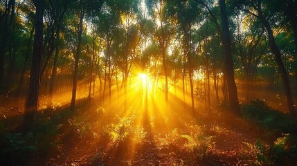 Obraz premium Golden sunlight streams through a misty forest