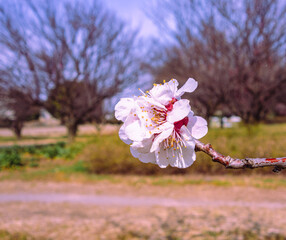 運動公園　梅の花6ー17