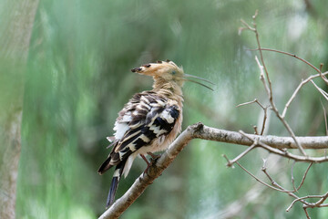 Common hoopoe in the forest