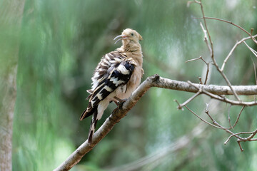 Common hoopoe in the forest
