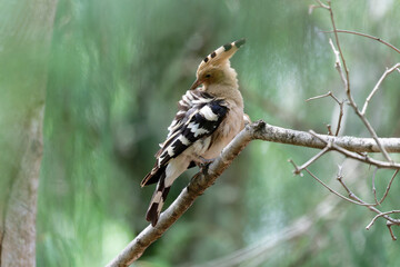 Common hoopoe in the forest