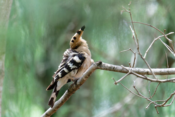Common hoopoe in the forest