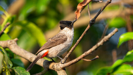 Red-vented Bulbul (Pycnonotus goiavier) perched on a branch
