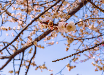 運動公園　梅の花7ー