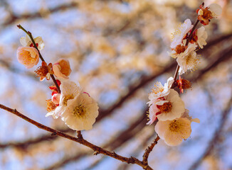 運動公園　梅の花7ー