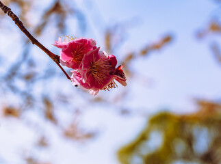 運動公園　梅の花7ー