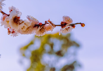 運動公園　梅の花7ー