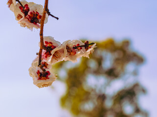 運動公園　梅の花7ー