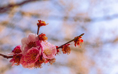 運動公園　梅の花7ー