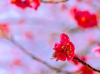 運動公園　梅の花7ー
