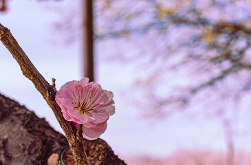 運動公園　梅の花7ー