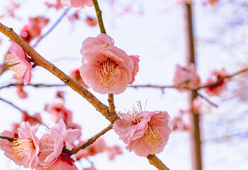 運動公園　梅の花7ー