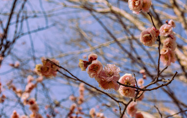 運動公園　梅の花7ー96