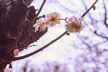 運動公園　梅の花7ー84