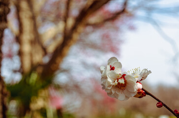 運動公園　梅の花7ー83
