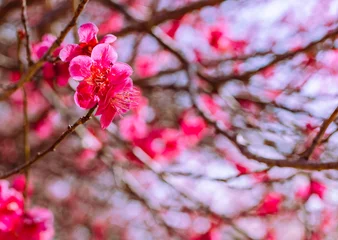 Fototapeten Lila 運動公園　梅の花7ー71  © 齋藤高明