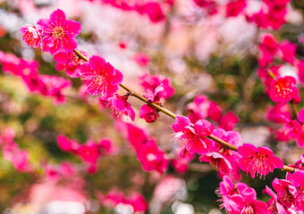 運動公園　梅の花7ー63