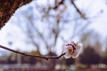 運動公園　梅の花7ー56