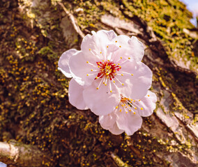 運動公園　梅の花7ー51