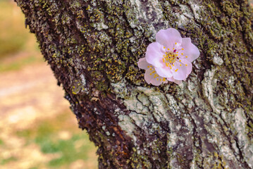 運動公園　梅の花7ー46