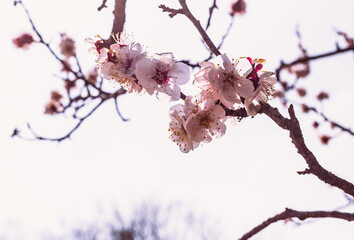 運動公園　梅の花7ー37