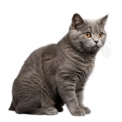 Obraz premium Charming British Shorthair cat sitting, eyes gazing, pure white background