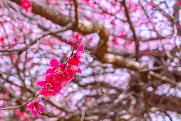 運動公園　梅の花7ー29