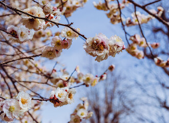 運動公園　梅の花7ー9