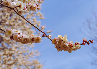 運動公園　梅の花7ー8