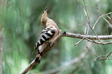 Common Hoopoe