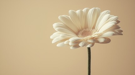 Single cream daisy, stem visible, soft beige background