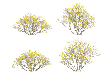 3d of Edgeworthia chrysantha plant on transparent background, png illustration