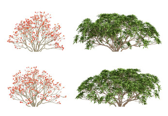 Obraz premium 3d of Edgeworthia chrysantha plant on transparent background, png illustration