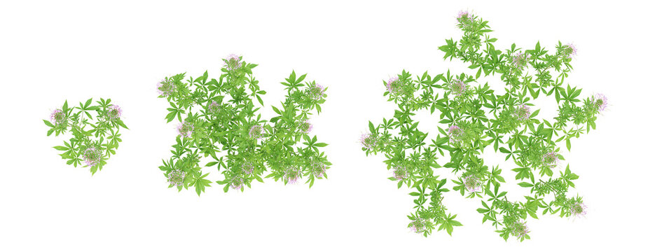 Top view 3d plant of Cleome spinosa on transparent background, png illustration