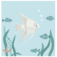 White angelfish swimming with small blue fish and aquatic plants underwater scene vector illustration 