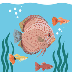 Naklejka premium Discus Fish and Small Aquarium Fish Swimming Among Aquatic Plants in Blue Water Vector Illustration 