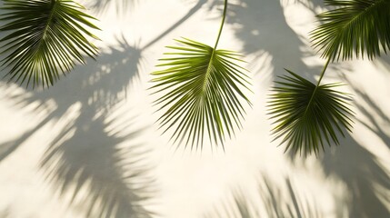 Tropical palm fronds casting shadows on a light surface.