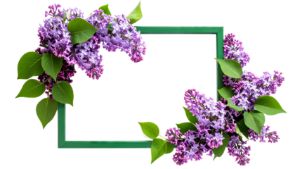 lilac flowers frame