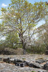 ancient mayan ruins in Mexico 