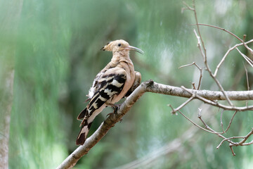 Common Hoopoe