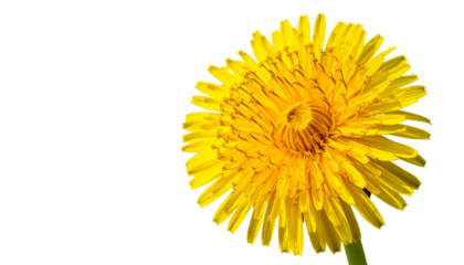 yellow dandelion isolated on white background