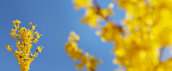Yellow blooming forsythia flowers against a blue sky. 