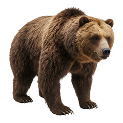 Fototapeta premium Brown Bear Standing
