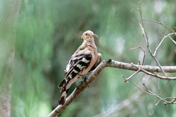Common Hoopoe