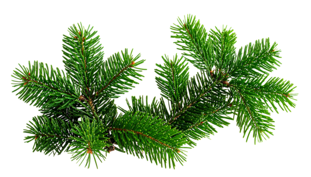 christmas tree branches