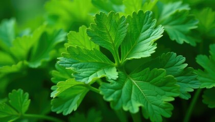 Close-up of parsley, intricate vein details, repeating motif, diet, detail