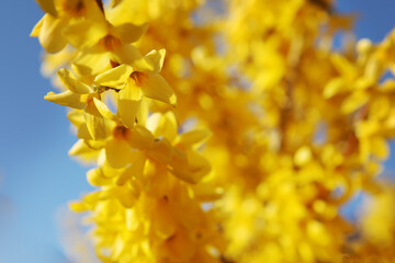 Yellow blooming forsythia flowers against a blue sky. 