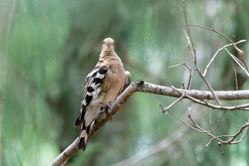 hoopoe cleaning his/her body